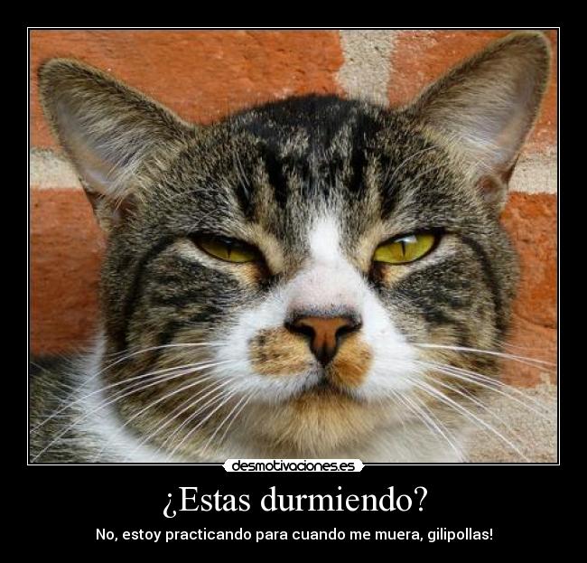 ¿Estas durmiendo? - No, estoy practicando para cuando me muera, gilipollas!
