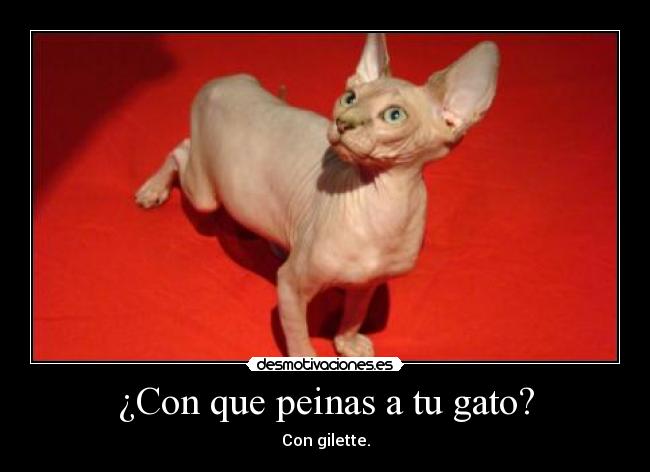¿Con que peinas a tu gato? -