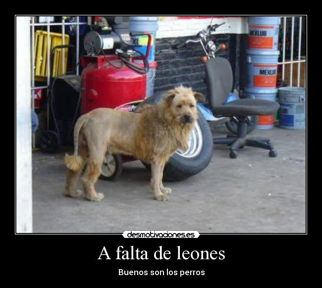 A falta de leones - 