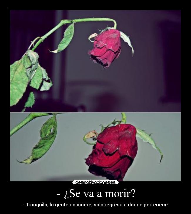 - ¿Se va a morir? - - Tranquilo, la gente no muere, solo regresa a dónde pertenece.