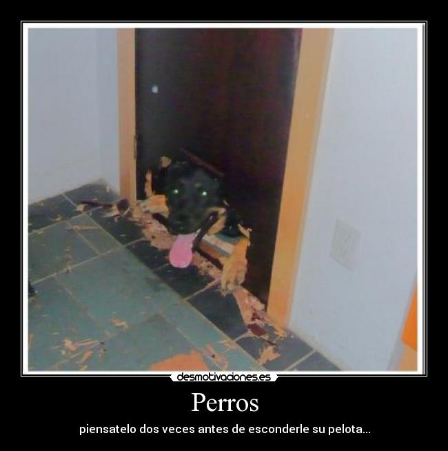 Perros - 