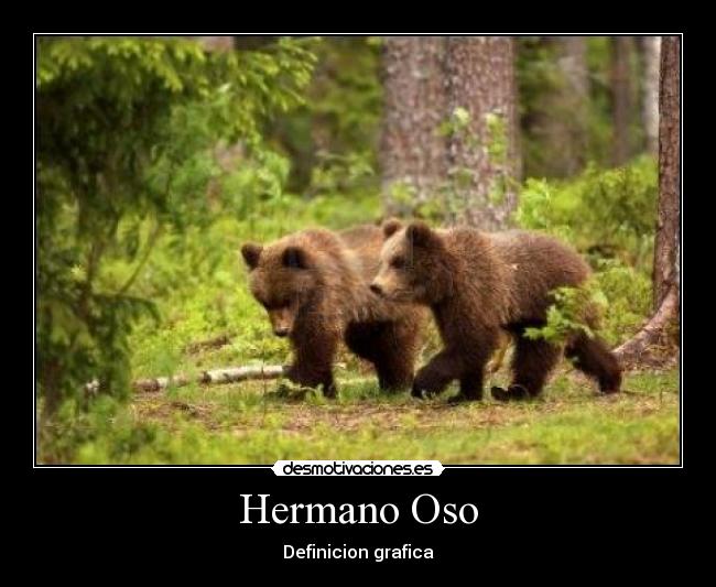 Hermano Oso - Definicion grafica