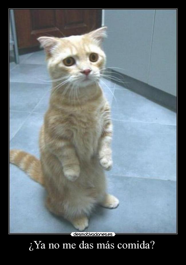 ¿Ya no me das más comida? -