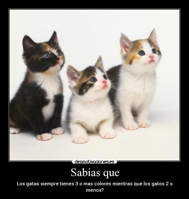 Sabias que - Los gatas siempre tienes 3 o mas colores mientras que los gatos 2 o menos?
