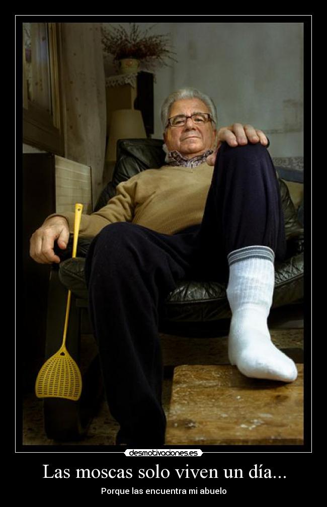 Las moscas solo viven un día... -