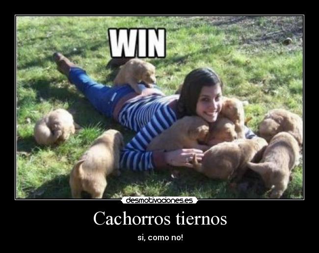 Cachorros tiernos -