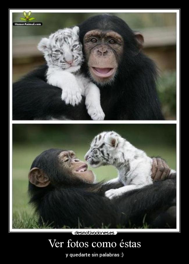 Ver fotos como éstas -