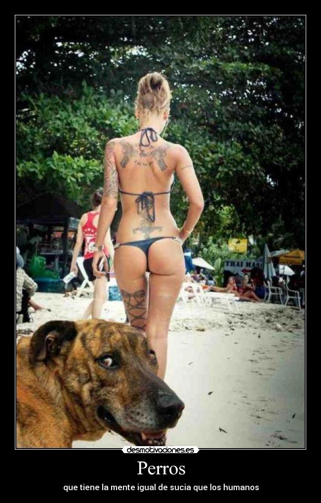 Perros -