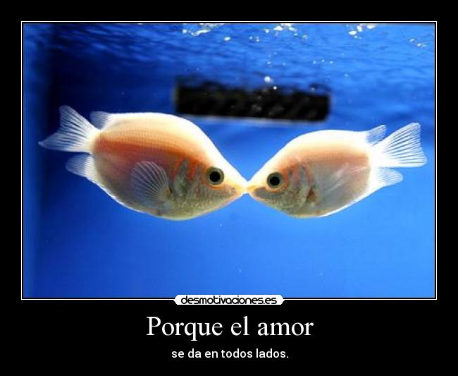 Porque el amor - 