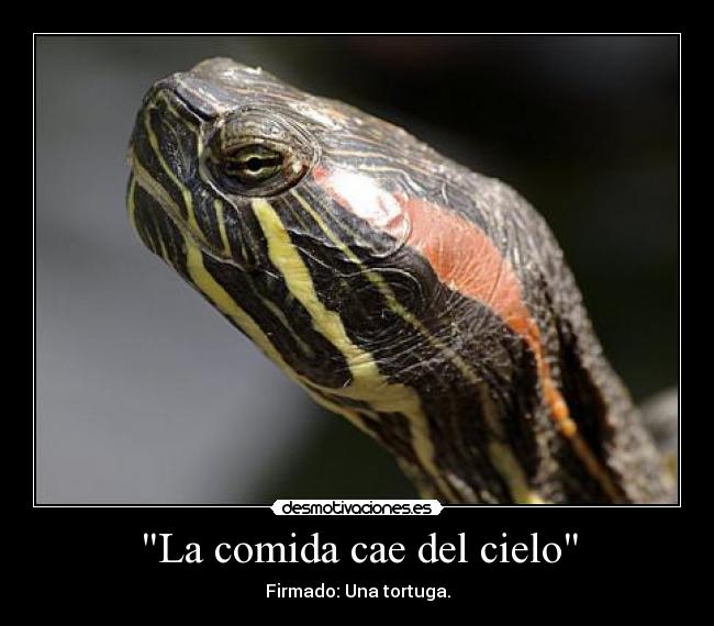 La comida cae del cielo - Firmado: Una tortuga.