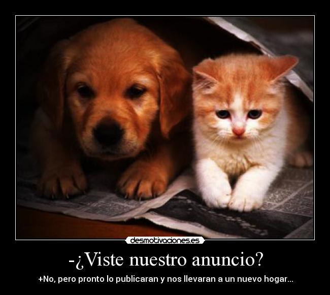 carteles cachorros desmotivaciones