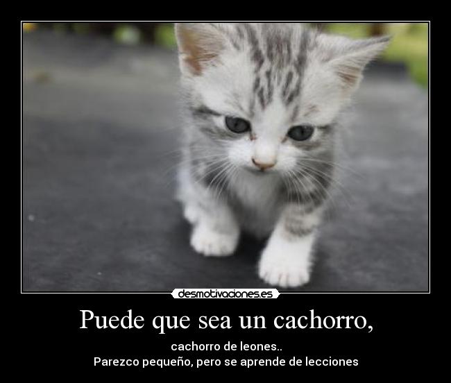 Puede que sea un cachorro, -