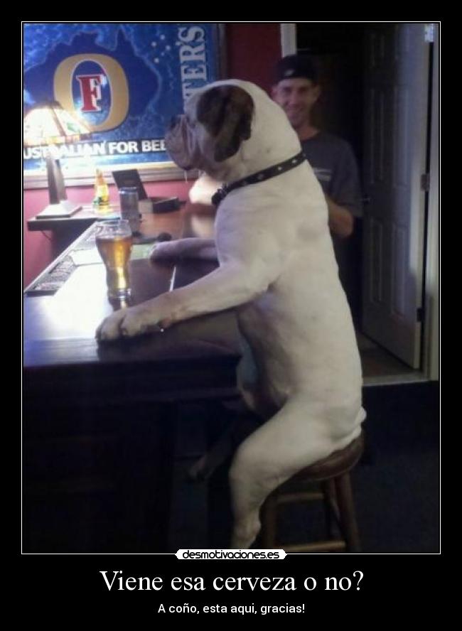 Viene esa cerveza o no? - A coño, esta aqui, gracias!