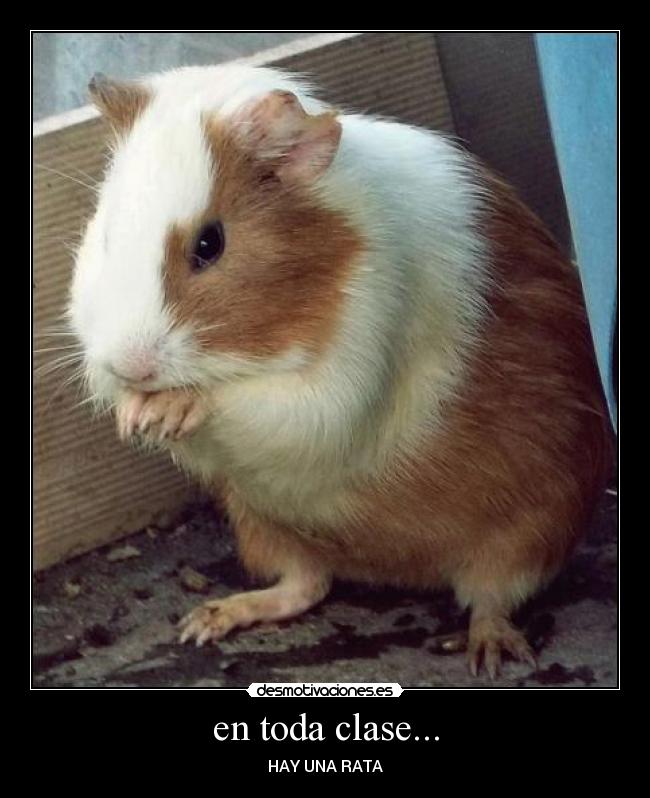 en toda clase... - HAY UNA RATA