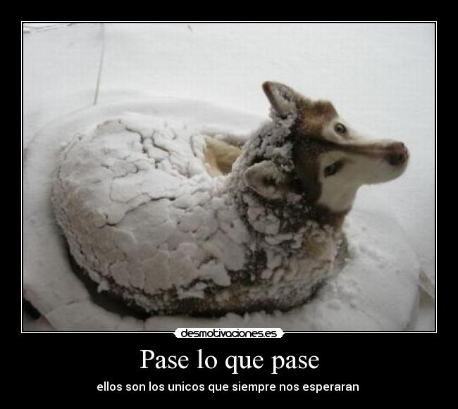 Pase lo que pase - ellos son los unicos que siempre nos esperaran