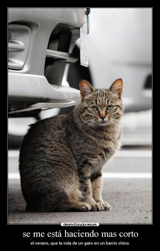 se me está haciendo mas corto - el verano, que la vida de un gato en un barrio chino.