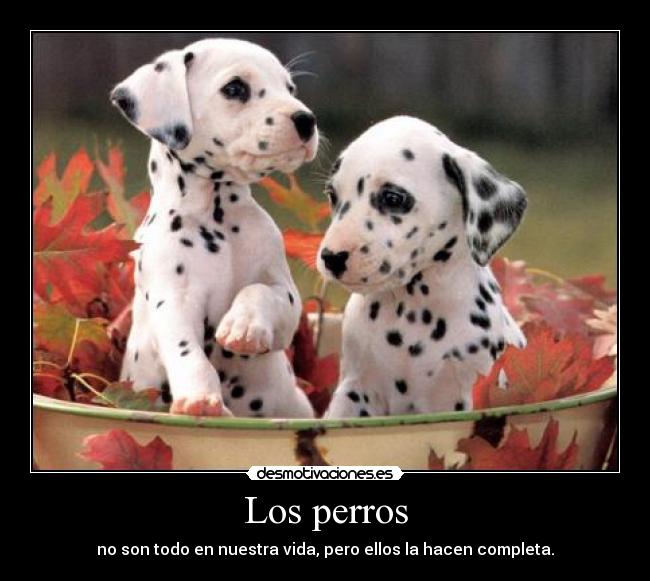 Los perros - no son todo en nuestra vida, pero ellos la hacen completa.