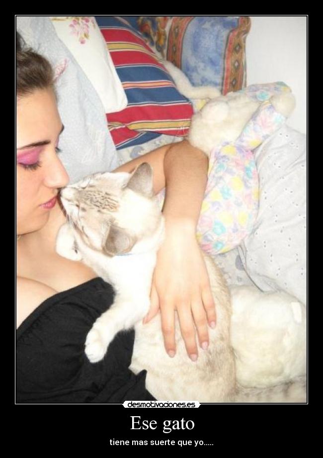 Ese gato - tiene mas suerte que yo.....