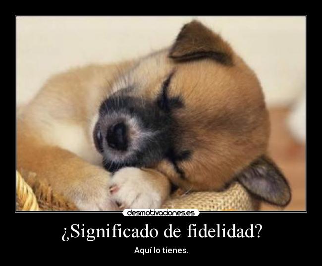 ¿Significado de fidelidad? - 