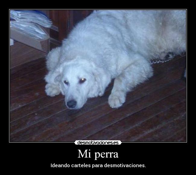 carteles perra perro cubatz blanco animal jaajajnfljsdgnak desmotivaciones