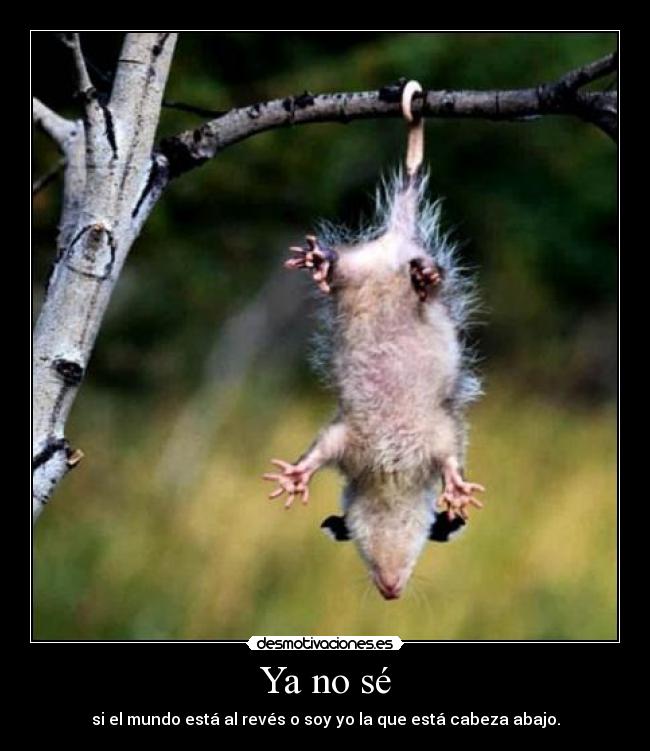 Ya no sé - si el mundo está al revés o soy yo la que está cabeza abajo.