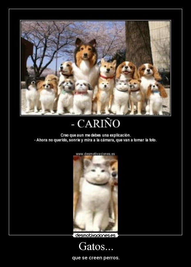 Gatos... -