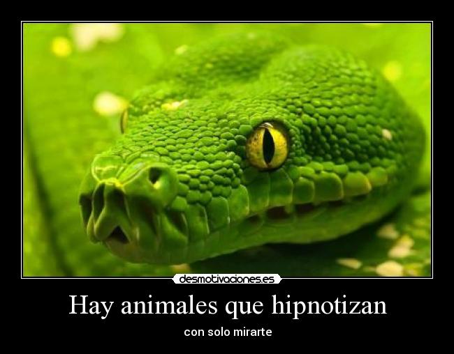 Hay animales que hipnotizan - con solo mirarte