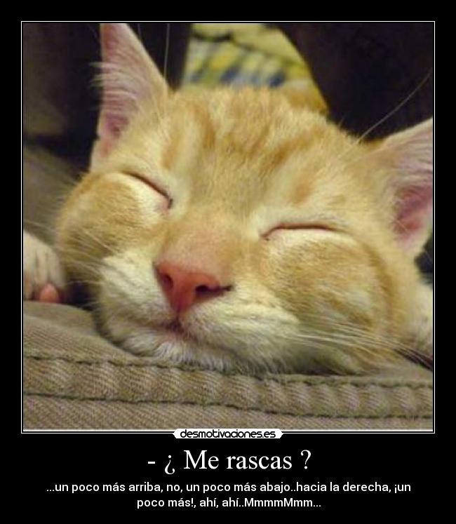 - ¿ Me rascas ? - ...un poco más arriba, no, un poco más abajo..hacia la derecha, ¡un
poco más!, ahí, ahí..MmmmMmm...