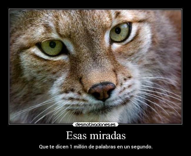 Esas miradas - Que te dicen 1 millón de palabras en un segundo.