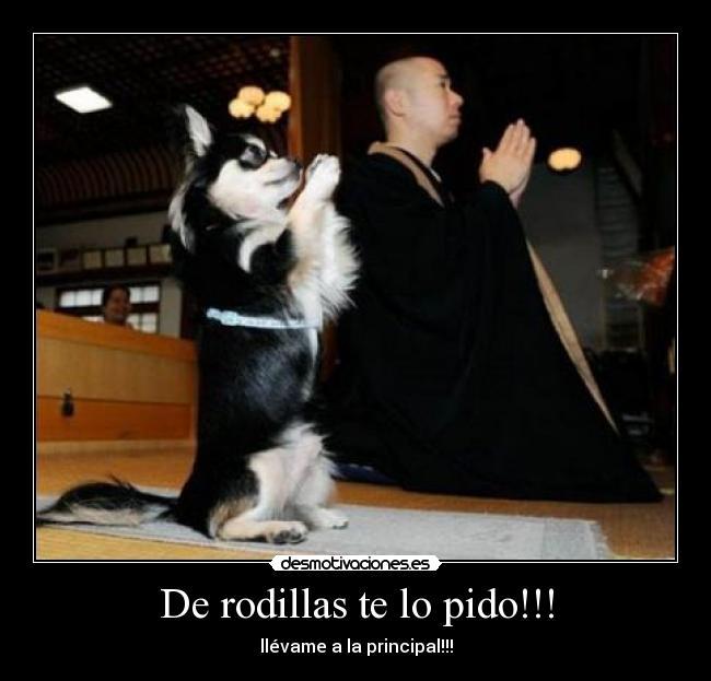 De rodillas te lo pido!!! - 