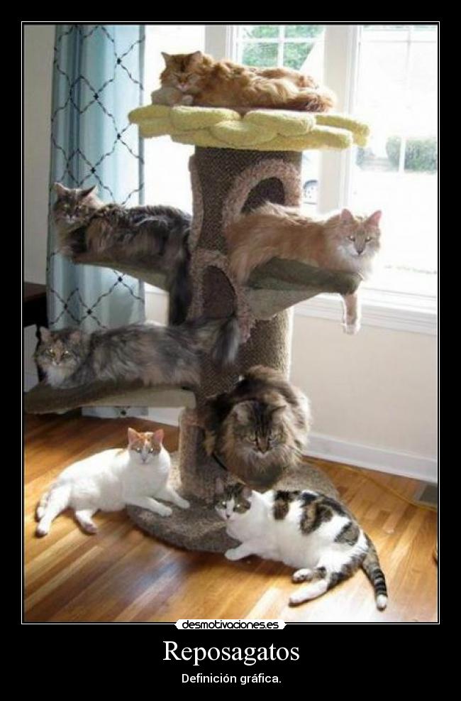 carteles reposagatos desmotivaciones