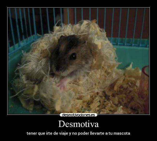 Desmotiva - tener que irte de viaje y no poder llevarte a tu mascota
