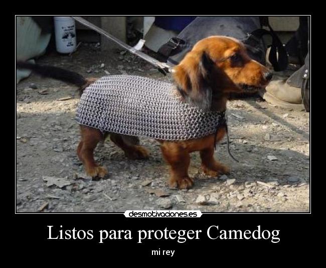 Listos para proteger Camedog - mi rey