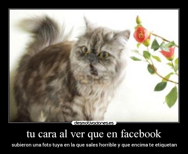 tu cara al ver que en facebook - 