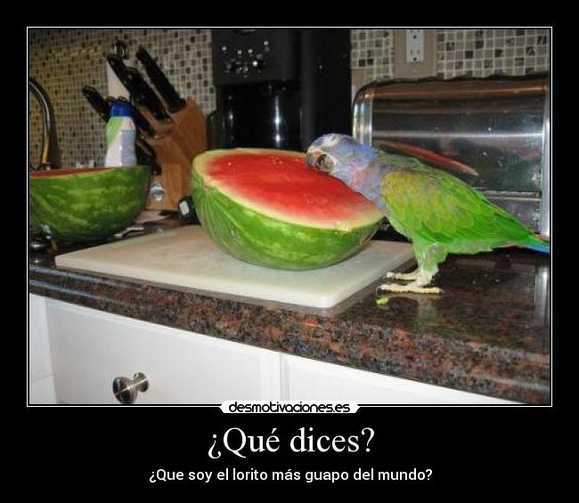 ¿Qué dices? - ¿Que soy el lorito más guapo del mundo?