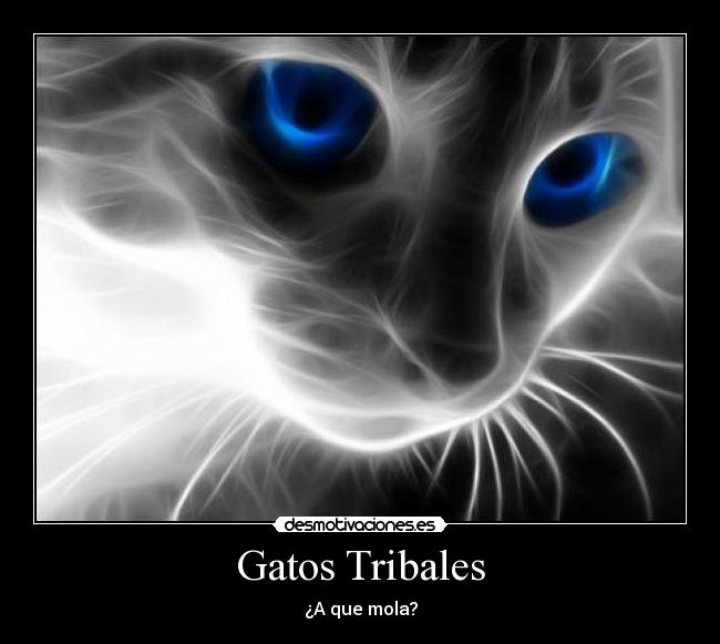 Gatos Tribales - ¿A que mola?