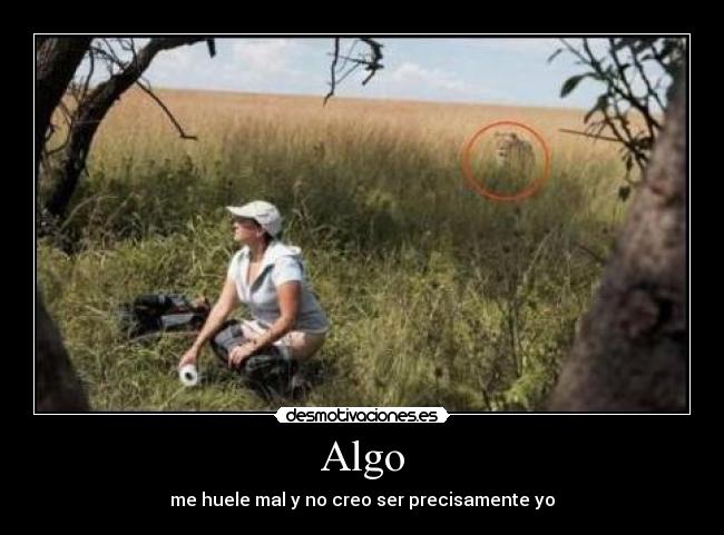 Algo - 