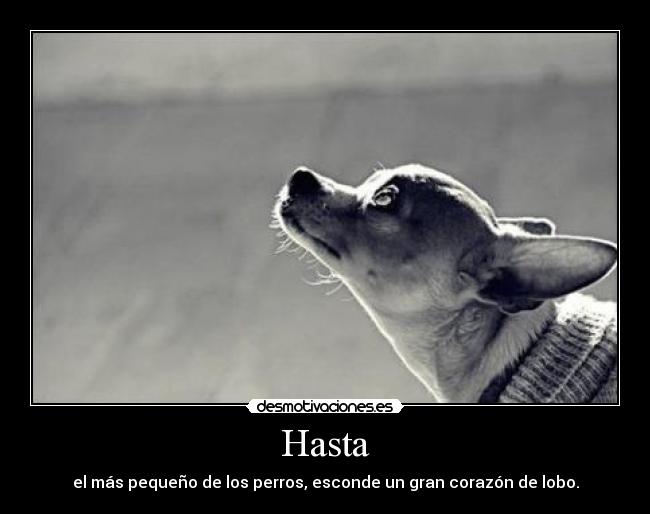 Hasta - el más pequeño de los perros, esconde un gran corazón de lobo.