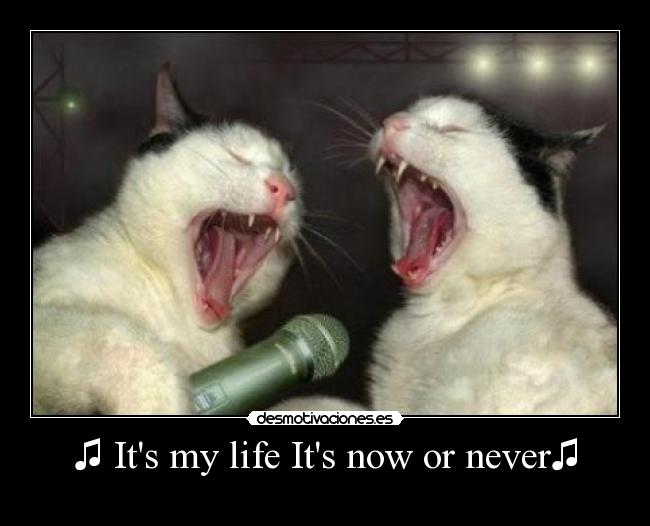 ♫ Its my life Its now or never♫ - 