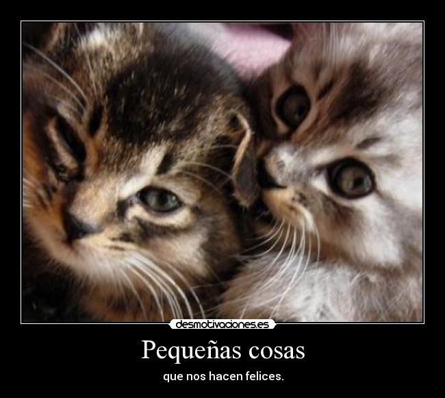 carteles gatos pequenas cosas felices desmotivaciones