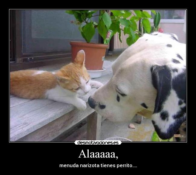 Alaaaaa, - menuda narizota tienes perrito....