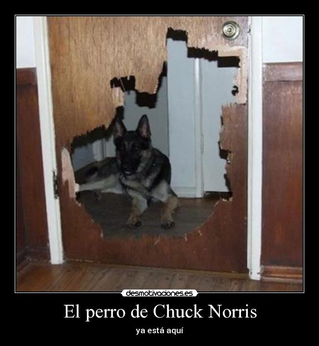 El perro de Chuck Norris - ya está aquí