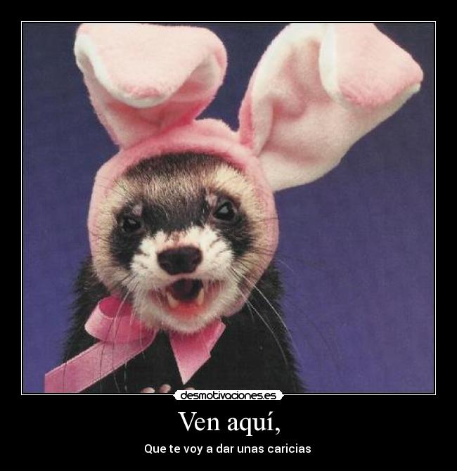 Ven aquí, - Que te voy a dar unas caricias