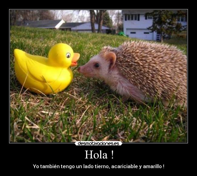 carteles pato puercoespin desmotivaciones