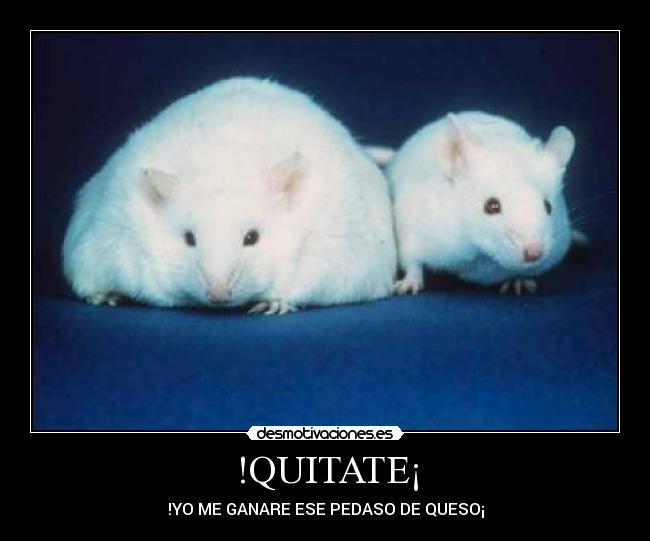 !QUITATE¡ - !YO ME GANARE ESE PEDASO DE QUESO¡