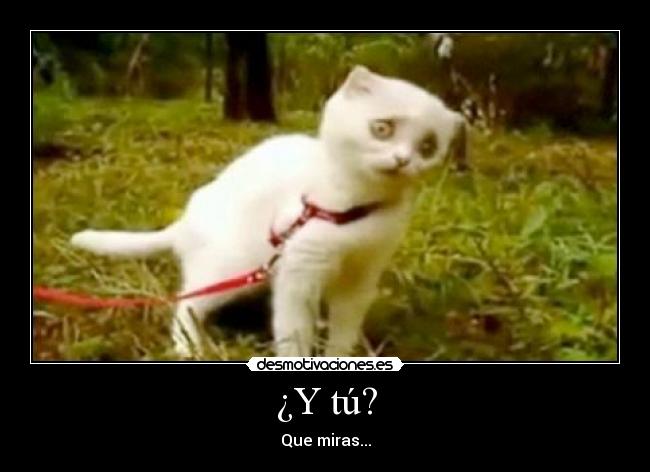 carteles gato desmotivaciones