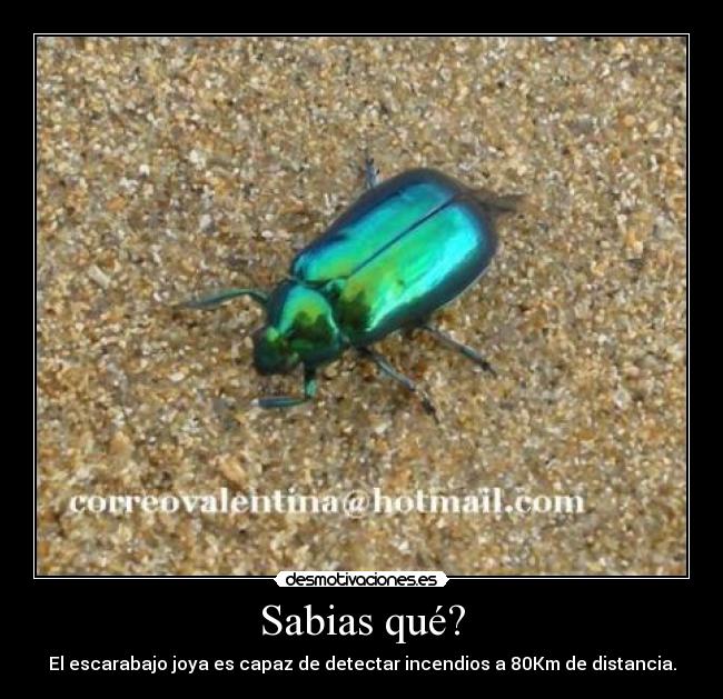 Sabias qué? - 