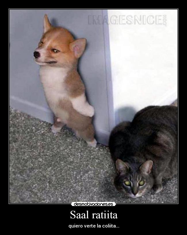 Saal ratiita - quiero verte la coliita...