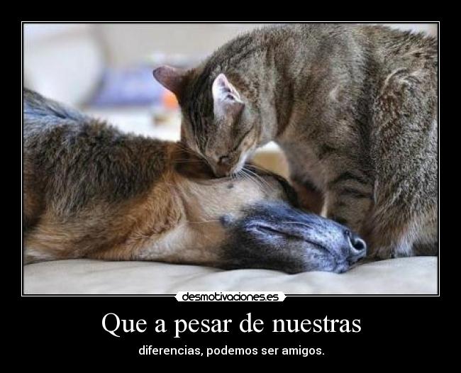 Que a pesar de nuestras - 