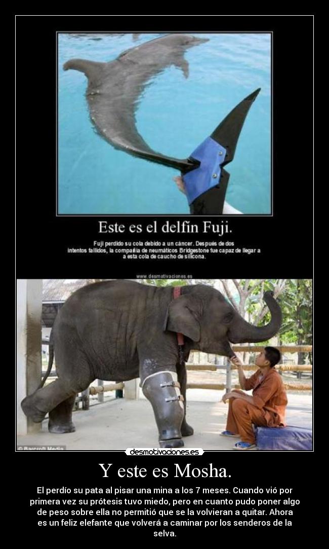 Y este es Mosha. - El perdío su pata al pisar una mina a los 7 meses. Cuando vió por
primera vez su prótesis tuvo miedo, pero en cuanto pudo poner algo
de peso sobre ella no permitió que se la volvieran a quitar. Ahora
es un feliz elefante que volverá a caminar por los senderos de la
selva.